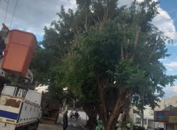 Prefeitura de Rio Branco esclarece poda de árvores no Centro da cidade