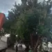 Prefeitura de Rio Branco esclarece poda de árvores no Centro da cidade