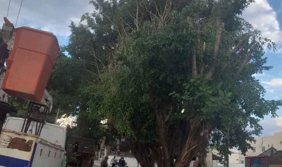 Prefeitura de Rio Branco esclarece poda de árvores no Centro da cidade