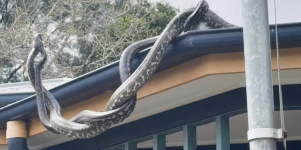 Foto: Reprodução/Sunshine Coast Snake Catchers