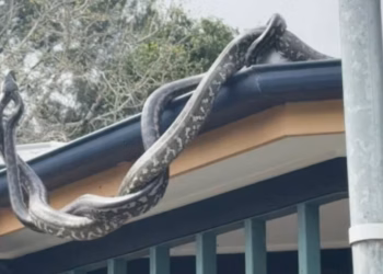 Foto: Reprodução/Sunshine Coast Snake Catchers