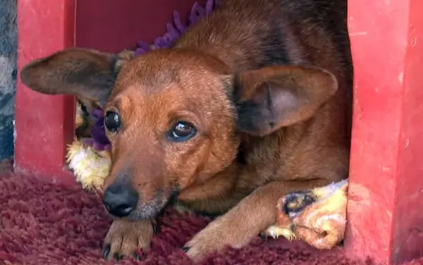 'Ele demonstrou o verdadeiro amor': cãozinho caminha 12 km para se despedir do tutor em velório