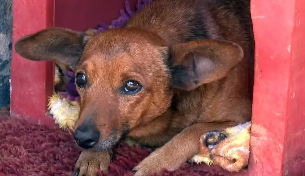 'Ele demonstrou o verdadeiro amor': cãozinho caminha 12 km para se despedir do tutor em velório em MG — Foto: EPTV/Reprodução