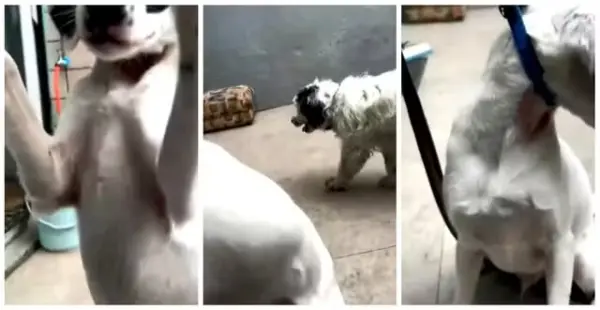 Chutes e coleira de choque: polícia investiga escola de adestramento de cães após denúncia de maus-tratos