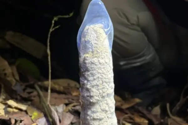 Pesquisa usa camisinhas para investigar torres de cigarras na Amazônia