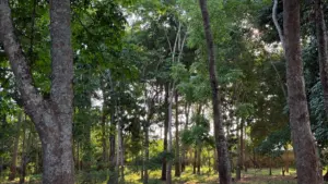 Acre registra queda de 74% nos focos de incêndio em relação a 2024, aponta Inpe