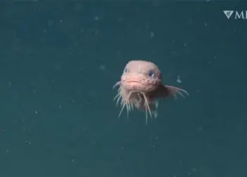O pequeno peixe-caracol rugoso, Careproctus colliculi — Foto: MBARI