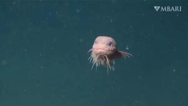 Peixe abissal filmado nas profundezas surpreende cientistas por ser fofo; veja vídeo