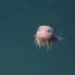 O pequeno peixe-caracol rugoso, Careproctus colliculi — Foto: MBARI