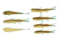 A primeira característica que chamou a atenção dos pesquisadores para a possibilidade de se tratar de uma espécie ainda não descoberta é uma faixa preta presente em toda a lateral do I. arceae - (crédito: Divulgação/Silva et al. 2025)