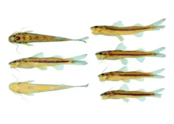 A primeira característica que chamou a atenção dos pesquisadores para a possibilidade de se tratar de uma espécie ainda não descoberta é uma faixa preta presente em toda a lateral do I. arceae - (crédito: Divulgação/Silva et al. 2025)