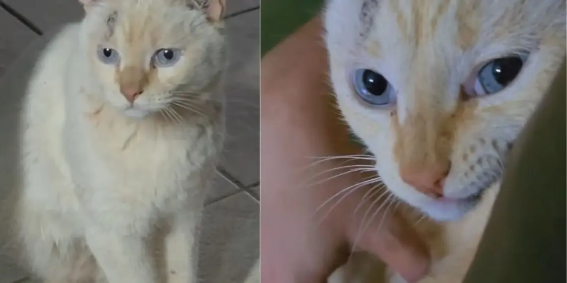 @lionicampos/TikTok/Reprodução