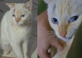 @lionicampos/TikTok/Reprodução
