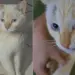 @lionicampos/TikTok/Reprodução