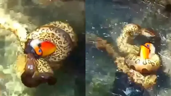 VÍDEO: Tucano vai beber água no rio e morre abraçado por sucuri
