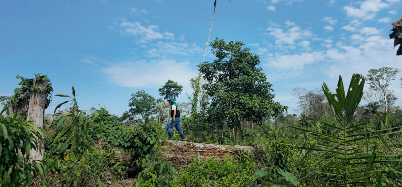 TCE do Acre inicia projeto com inteligência artificial para prever desmatamento