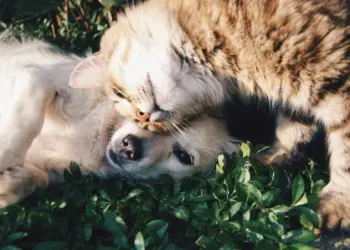 Conviver com cachorros e gatos pode ajudar na saúde cerebral - (crédito: Pexels)