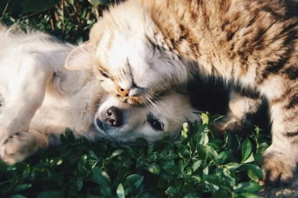 Iza, Lady Gaga e Shakira: Tutores brasileiros preferem nomes de cantoras para seus pets