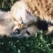 Conviver com cachorros e gatos pode ajudar na saúde cerebral - (crédito: Pexels)