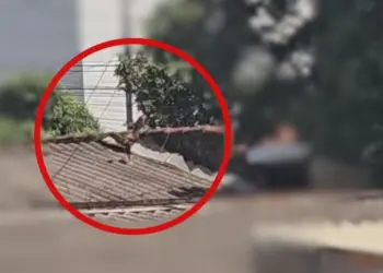 Galo em casa vizinha incomoda moradores de prédio em Uberlândia — Foto: Arquivo pessoal