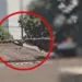 Galo em casa vizinha incomoda moradores de prédio em Uberlândia — Foto: Arquivo pessoal