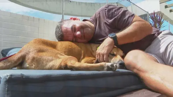 Cachorro abandonado que andava de ônibus no RJ é adotado e ganha nome de 'Busão'