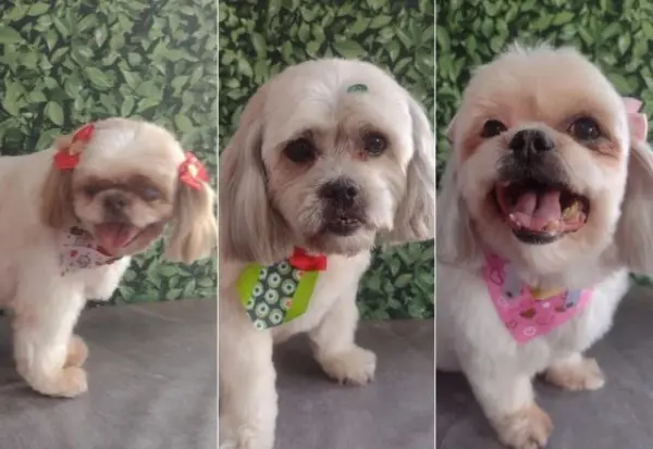 Três cães morrem de calor após ficarem 1h30 em carro de pet shop