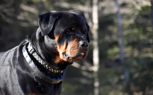 Idosa de 77 anos é atacada por sete rottweilers e fica em estado grave