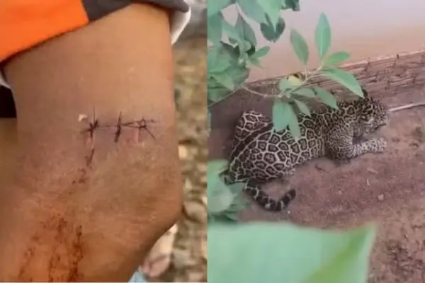 Homem é ferido por onça ao tentar impedir que animal entrasse em creche em Rondônia