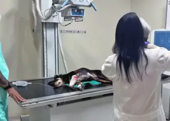 Cadelinha Nina é atendida após ser baleada — Foto: Divulgação/Secretaria Municipal de Proteção e Defesa dos Animais