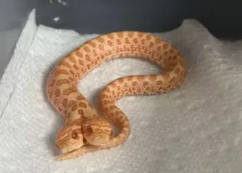 Cobra rara surpreende ao nascer com duas cabeças nos EUA — Foto: Reprodução