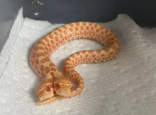 Cobra rara surpreende ao nascer com duas cabeças, que brigam entre si