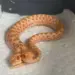 Cobra rara surpreende ao nascer com duas cabeças nos EUA — Foto: Reprodução