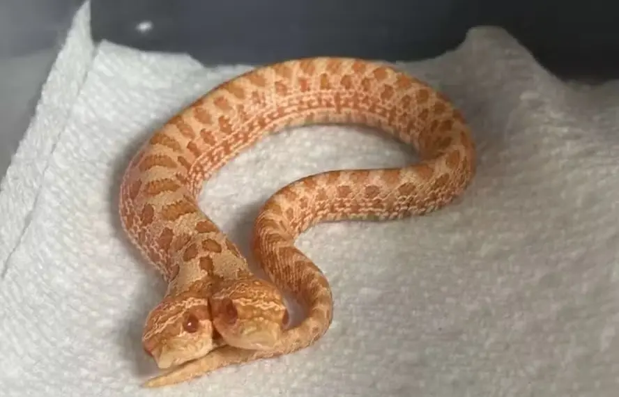 Cobra rara surpreende ao nascer com duas cabeças nos EUA — Foto: Reprodução