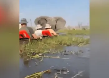 Em ataque de fúria, elefante vira canoas com turistas em rio infestado de crocodilos em Botsuana — Foto: Reprodução/X