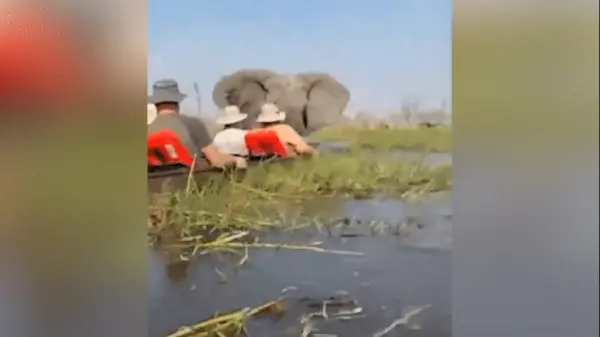 Vídeo: Em ataque de fúria, elefante vira canoas com turistas em rio infestado de crocodilos