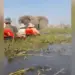 Em ataque de fúria, elefante vira canoas com turistas em rio infestado de crocodilos em Botsuana — Foto: Reprodução/X