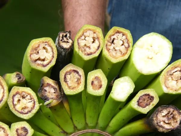 Acre confirma foco de praga que ameaça produção de banana em município do interior