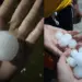 Foto: Granizo Paraná - Reprodução