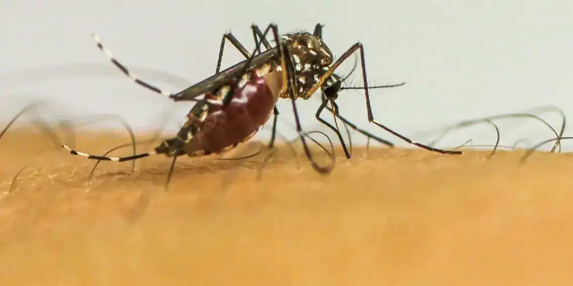 Vírus da chikungunya afeta crianças e adolescentes e deixa sequelas, diz pesquisa