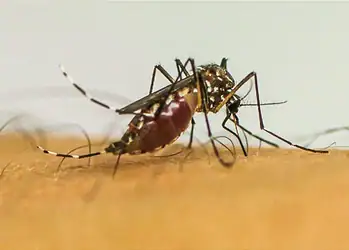 Vírus da chikungunya afeta crianças e adolescentes e deixa sequelas, diz pesquisa