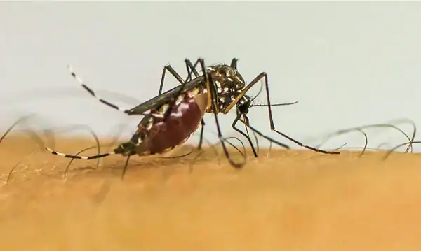 Vírus da chikungunya afeta crianças e adolescentes e deixa sequelas, diz pesquisa
