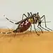 Vírus da chikungunya afeta crianças e adolescentes e deixa sequelas, diz pesquisa