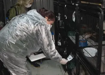 Animais eram eutanasiados, segundo Polícia Civil — Foto: Reprodução/RBS TV