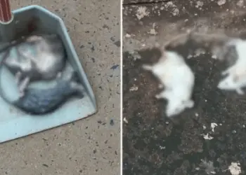Ratos foram mortos em condomínio em Rio Preto (SP) — Foto: Arquivo pessoal