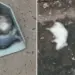 Ratos foram mortos em condomínio em Rio Preto (SP) — Foto: Arquivo pessoal