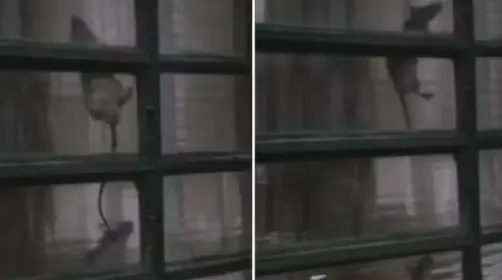 Infestação de ratos em apartamento de idosa preocupa moradores de condomínio