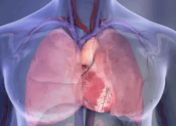 Ilustração mostra o coração e os pulmões na cavidade torácica — Foto: American Heart Association