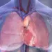 Ilustração mostra o coração e os pulmões na cavidade torácica — Foto: American Heart Association