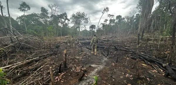 PF deflagra operações contra invasões e desmatamento ilegal em assentamento extrativista no Acre
